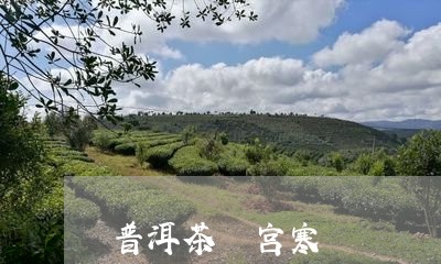 普洱茶 宫寒/2023042960224